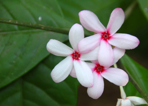 粉白色的花