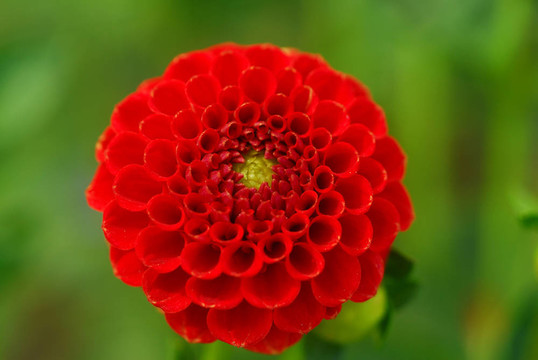 dahila紅絨球花