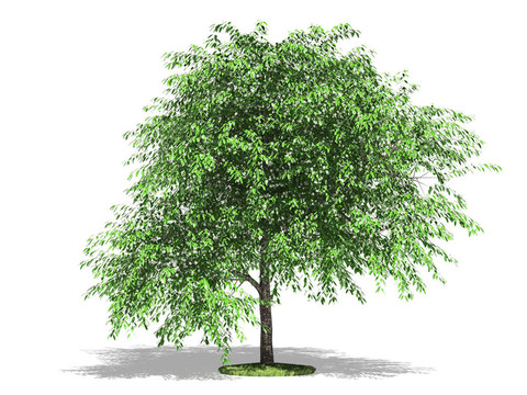 開(kāi)花的櫻桃樹(shù)
