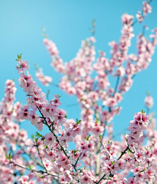 美麗的花朵