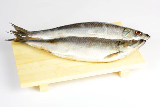 白色背景上腌制的鯡魚