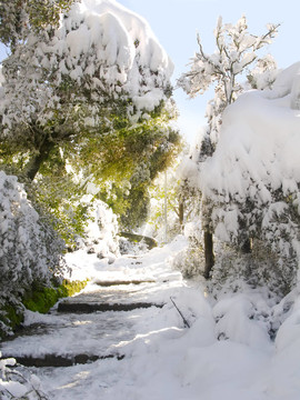 白雪覆蓋的樹木和一些陽光之間的小路