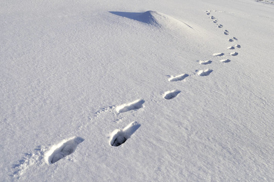 深雪中的人類腳印