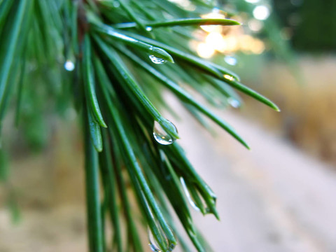 水滴收起來(lái)；雨后