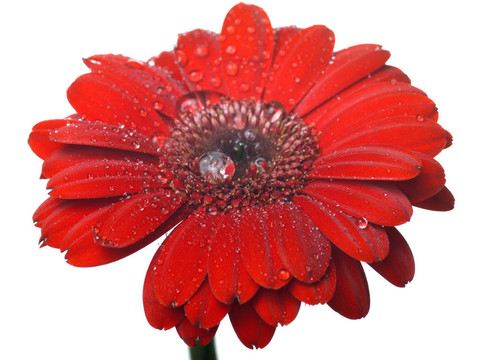 帶雨滴的紅色花