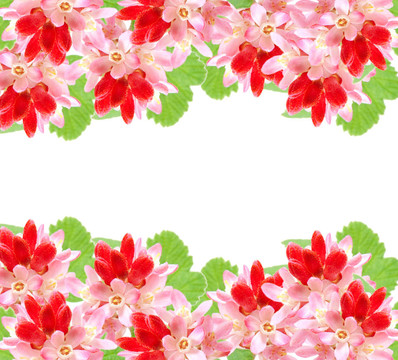 開花的紅醋栗（Ribes sanguineum）；對房間的文本的白色背景