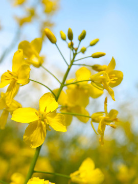 油菜