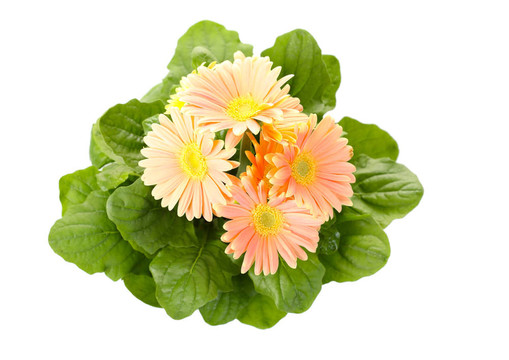 美麗的裝飾房間的花菊花