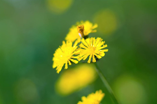 黃色的草地flowerses
