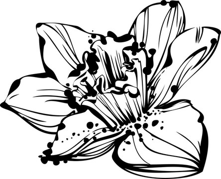 素描芽的水仙