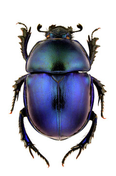 trypocopris FF