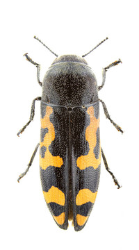 ptosima undecimmaculata