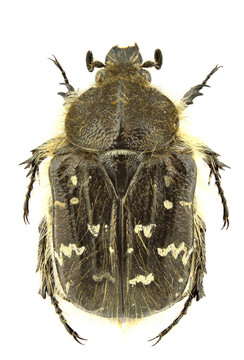 tropinota paulae