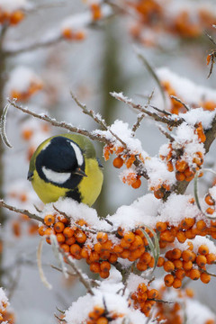 冬天吃雪的花園鳥(niǎo)
