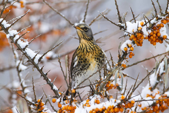 冬天吃雪的花園鳥(niǎo)