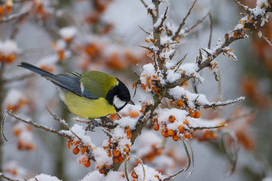 冬天吃雪的花園鳥