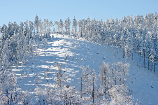 冬季山坡上有雪的樹(shù)木