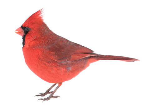 北方的紅衣主教；Cardinalis cardinalis；分離