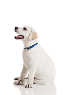 拉布拉多獵犬