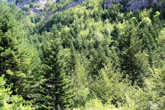 比利牛斯山夏林風景