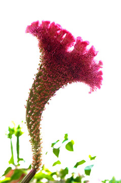 美麗的仙人掌花