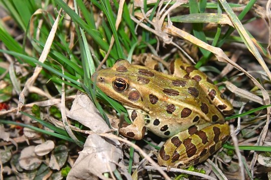 北方豹蛙（Rana pipiens）