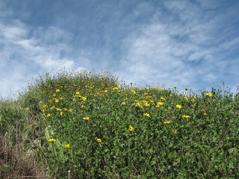 巴特利特公園的花