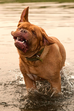 在林河搖濕Dogue De波爾多狗