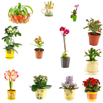 室內(nèi)植物拼貼