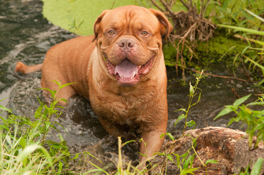 觸摸波爾多犬（法國獒犬）站在森林湖畔
