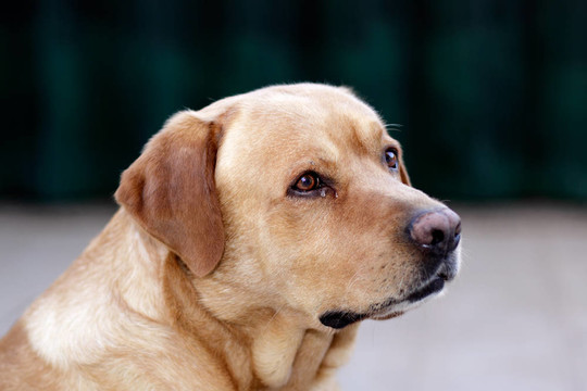 人像狗拉布拉多獵犬