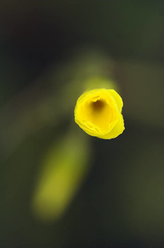 野生黃花
