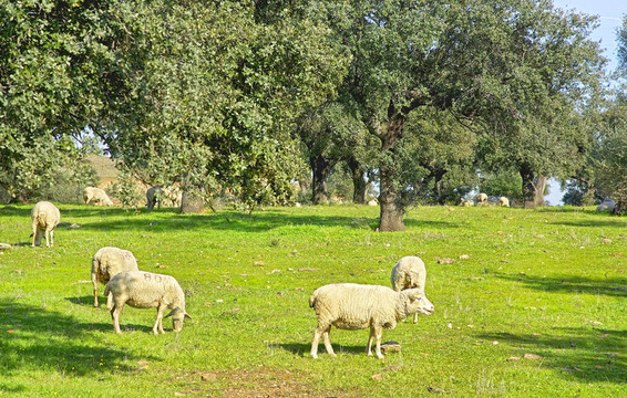 葡萄牙在绿色领域的绵羊。