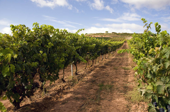 wineyard