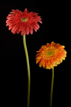紅色和橙色非洲菊