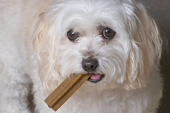 馬耳他玩具貴賓犬組合小狗
