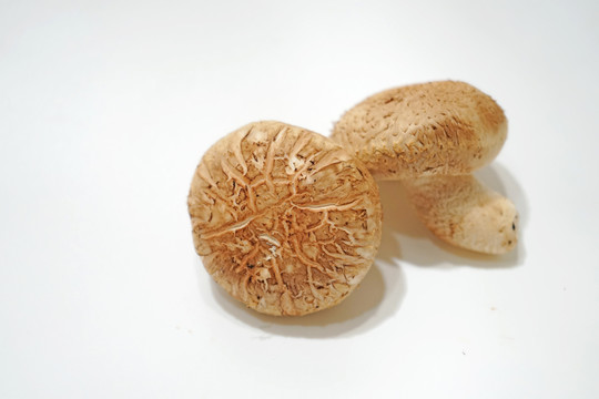 新鮮香菇特寫 高清