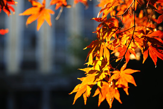 秋色紅葉 大圖