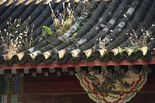 屋檐長草