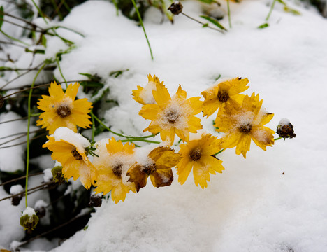 雪地黃花
