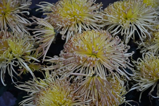 菊花