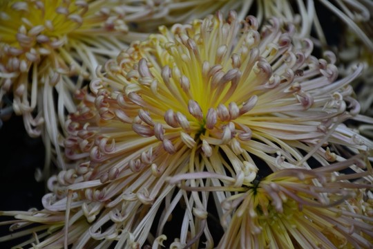 菊花