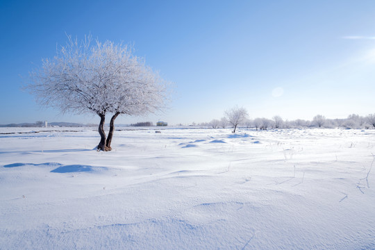 雪野孤樹