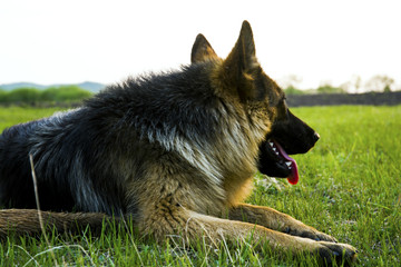 牧羊犬