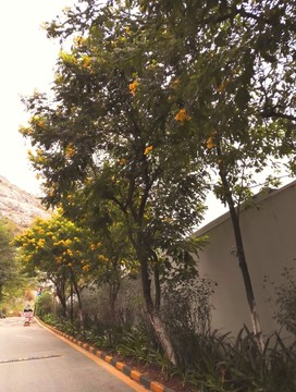 現(xiàn)代都市街景樹木紀實