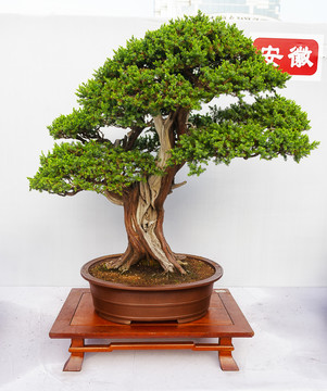 盆景 歷經(jīng)滄桑仍然