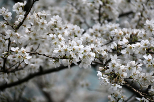 櫻花