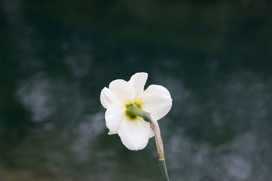 花卉