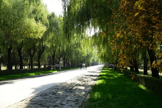林蔭道