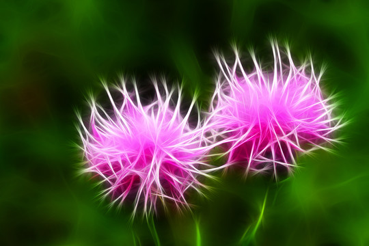 電腦畫 野花